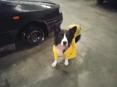 Scrapping Vehicle seat toledo (1l) gt of the year 1994 powered 2e