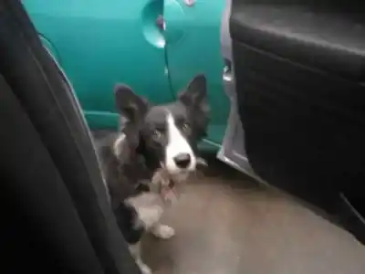 Veículo de Sucata opel zafira a elegance do ano 2000 alimentado y20dth