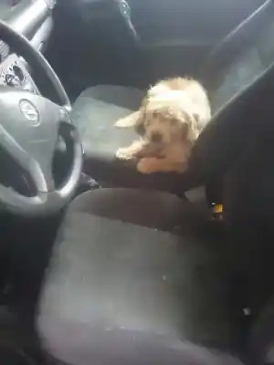 Veicolo di demolizione opel corsa b edition 2000 dell'anno 2000 alimentato x12xe