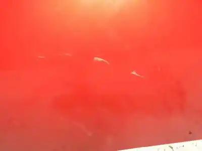 Peça sobressalente para automóvel em segunda mão capot por renault clio iii confort dynamique referências oem iam   