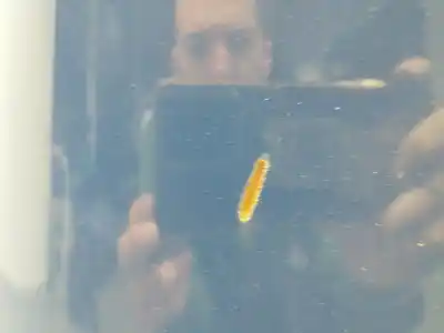 Pezzo di ricambio per auto di seconda mano porta posteriore sinistra per volkswagen transporter iv autobús (70b, 70c, 7db, 7dk, 70j, 70k, 7dc, 7 2.5 tdi riferimenti oem iam   