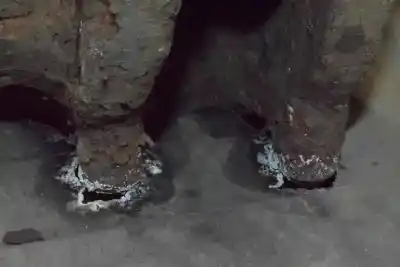 Second-hand car spare part front right knuckle for bmw x3 (e83) 2.0 d oem iam references 31213412020  31213412020