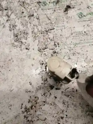 Pezzo di ricambio per auto di seconda mano interruttore per ford focus berlina (cap) ambiente (d) riferimenti oem iam   2 pins