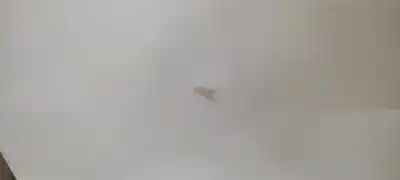 İkinci el araba yedek parçası arka sol kapi için ford focus lim. (cb4) trend oem iam referansları   