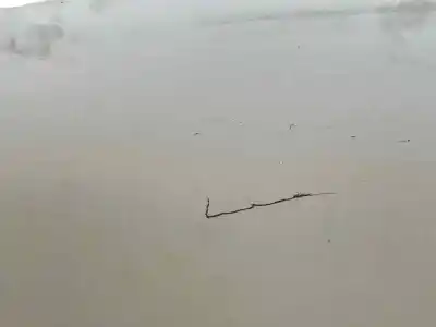 Автозапчастина б/у капок для citroen berlingo multispace (b9) 1.6 hdi 75 16v посилання на oem iam 7901p7  