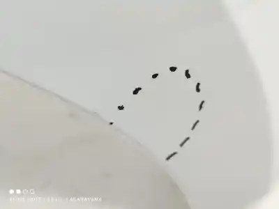 Second-hand car spare part front right fin for ford focus titanium oem iam references 2621783  