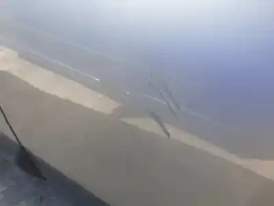 Автозапчасти б/у задняя левая дверь за nissan qashqai (j10) acenta 4x4 ссылки oem iam   