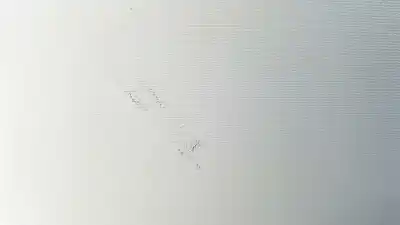 Pezzo di ricambio per auto di seconda mano parasole destro per citroen c3 elle riferimenti oem iam 98100807bj  