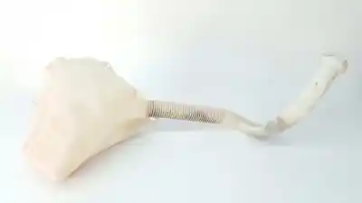 Second-hand car spare part windscreen washer bottle for citroen c3 pluriel (hb_) 1.6 oem iam references 9642546080