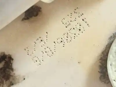 Peça sobressalente para automóvel em segunda mão boia / bomba combustível por citroen c3 sx referências oem iam 1608520580  