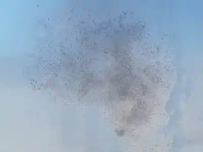 Peça sobressalente para automóvel em segunda mão capot por citroen berlingo 1.9 d multispace referências oem iam   