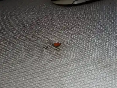 Peça sobressalente para automóvel em segunda mão pára-sol esquerdo por bmw serie 3 coupe (e92) e92 coupé 320d referências oem iam   