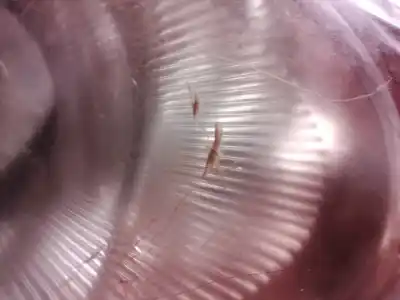 Second-hand car spare part right headlight for nissan note (e11e) acenta oem iam references 260109u100 260109u100 89900917