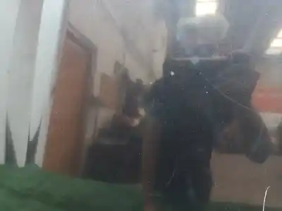 Peça sobressalente para automóvel em segunda mão capot por fiat panda (169) 1.2 8v dynamic referências oem iam   