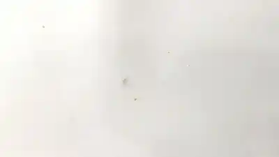 Peça sobressalente para automóvel em segunda mão capot por ford kuga i 2.0 tdci referências oem iam   