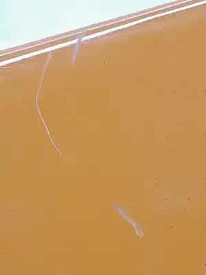 Автозапчасти б/у переднее правое крыло за mini mini (f56) cooper s ссылки oem iam 41007374522  