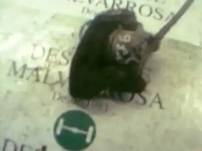 Pièce détachée automobile d'occasion ETRIER DE FREIN AVANT DROIT pour CITROEN SAXO  Références OEM IAM   