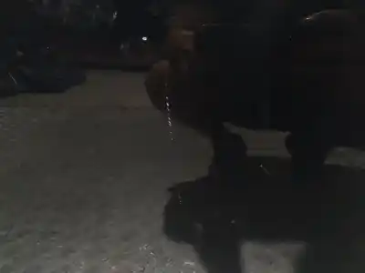 Автозапчастина б/у передні праві двері для ford focus lim. business посилання на oem iam   n5.z1.3.21.a