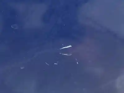 Second-hand car spare part Bonnet for FORD FOCUS TURN. (CB8) Titanium OEM IAM references   N5.Z1.4.4.B