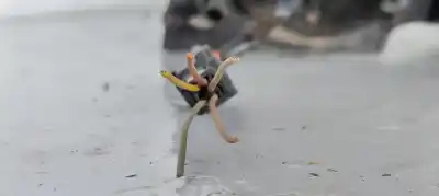 Peça sobressalente para automóvel em segunda mão espelho retrovisor direito por citroen c3 motor 1.4 ltr. - 50 kw hdi referências oem iam   