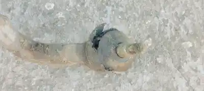 Second-hand car spare part steering rack for kia sorento 2.5 crdi ex oem iam references   