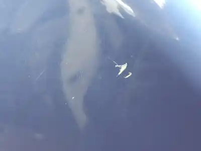 Автозапчастина б/у двері задні ліві для peugeot 208 caixa (cr_) 1.6 hdi 92 посилання на oem iam   