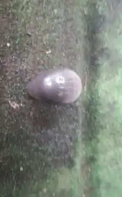 Peça sobressalente para automóvel em segunda mão botão da alavanca de velocidades por seat leon (1m1) 1.6 referências oem iam 