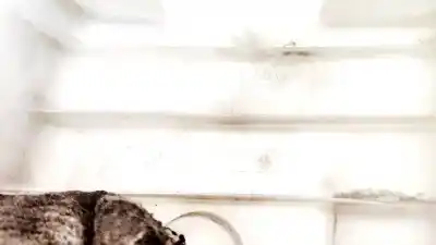 Pezzo di ricambio per auto di seconda mano plastica per toyota corolla (e11) 2.0 d-4d linea sol riferimenti oem iam 6242002040  62420-02040