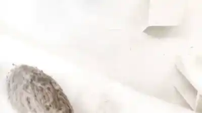 Pezzo di ricambio per auto di seconda mano plastica per ford focus turn. (cb8) 1.6 tdci cat riferimenti oem iam bm51a280c47a  bm51-a280c47-a