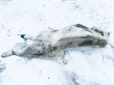 Peça sobressalente para automóvel em segunda mão depósito do limpa vidros por fiat doblo (119) 1.3 16v multijet dynamic pan. referências oem iam 