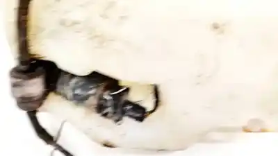 Tweedehands auto-onderdeel schone pomp voor ford galaxy (vx) 1.9 tdi cat oem iam-referenties   