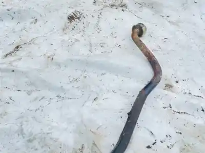 Pièce détachée automobile d'occasion barre stabilisatrice avant pour renault kangoo (f/kc0) 1.9 dti diesel 80 cv / 59 kw références oem iam    Pièce détachée automobile d'occasion barre stabilisatrice avant pour renault kangoo (f/kc0) 1.9 dti diesel 80 cv / 59 kw références oem iam