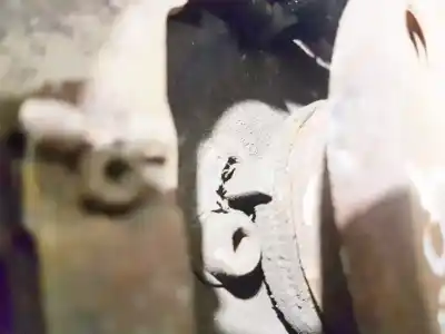 Tweedehands auto-onderdeel abs-sensor voor fiat idea (135) 1.9 multijet active plus oem iam-referenties 