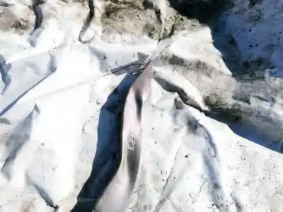 Автозапчастина б/у фронтальна панель для land rover range rover, 2002.03 - 2012.08 3.0 td 6 130kw 2002.03 - 2012.08 посилання на oem iam   