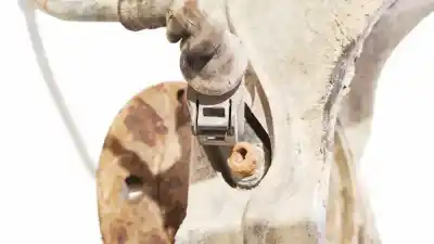 Peça sobressalente para automóvel em segunda mão sensor abs por volkswagen passat b6 (3c2) 2.0 tdi 16v referências oem iam   