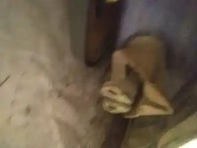 Peça sobressalente para automóvel em segunda mão dobradiça por ford galaxy (vx) 1.9 tdi cat referências oem iam 