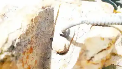 Second-hand car spare part abs sensor for volvo xc90 2.5 t (7 asientos) oem iam references 