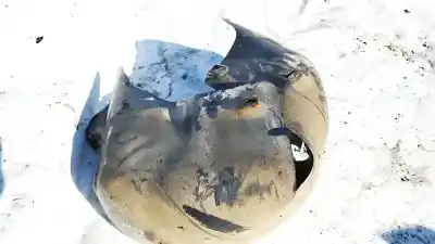 Peça sobressalente para automóvel em segunda mão cave de roda traseira esquerda por bmw 3 (e30) m3 2.3 referências oem iam 312632764  