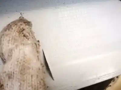 Pezzo di ricambio per auto di seconda mano plastica per bmw 3 (e30) m3 2.3 riferimenti oem iam 13261741  13297801