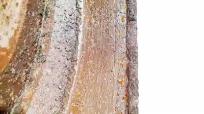 Автозапчастина б/у диск задній гальмовий для renault clio i (b/c57_, 5/357_) 1.8 (b/c57c, b/c57u) посилання на oem iam   