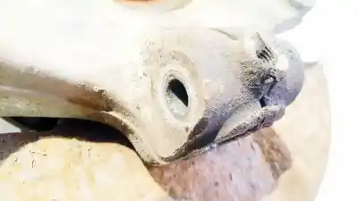 Peça sobressalente para automóvel em segunda mão manga de eixo dianteira esquerda por bmw 3 (e30) m3 2.3 referências oem iam   