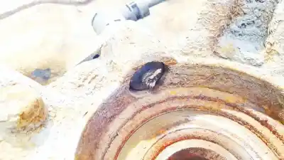 Peça sobressalente para automóvel em segunda mão sensor abs por toyota corolla verso (_e12_) 2.0 d-4d (cde120_) referências oem iam   