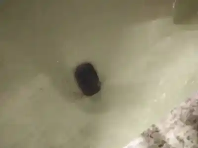 Автозапчастина б/у пластикler для ford focus c-max (dm2) 2.0 tdci посилання на oem iam   