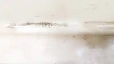 Pezzo di ricambio per auto di seconda mano plastica per audi a3 (8p1) 1.9 tdi riferimenti oem iam 8p3867295  