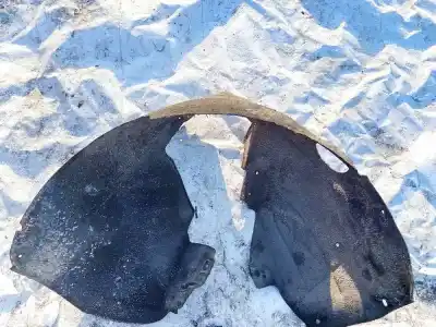 Автозапчастина б/у задня ліва колесна арка для audi a6 c6 (4f2) 2.7 tdi посилання на oem iam 