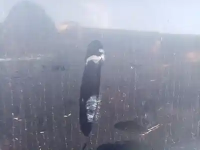 Автозапчастина б/у передні праві двері для opel corsa d 1.3 16v cdti посилання на oem iam 124089  