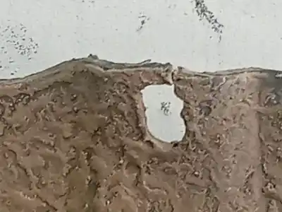 Pezzo di ricambio per auto di seconda mano paraurti anteriore per citroen berlingo / berlingo first monospace (mf_, gjk_, gfk_) 1.9 d (mfwjz) riferimenti oem iam 7401h8  