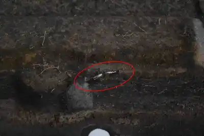 Автозапчастина б/у покрішка для bmw x5 f15, f85 (2012-2018) посилання на oem iam 51757325391,7325391  