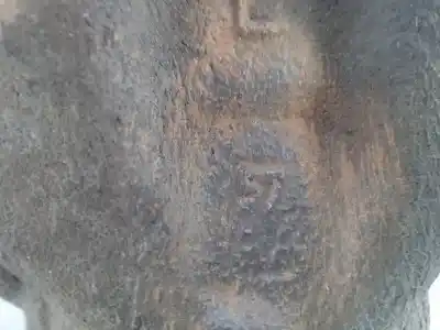 Peça sobressalente para automóvel em segunda mão pinça de travão dianteira esquerda por toyota auris edition referências oem iam   