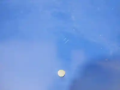 Peça sobressalente para automóvel em segunda mão capot por opel corsa b base referências oem iam 9195560  